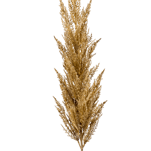 Iarbă de pampas