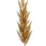 Iarbă de pampas