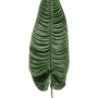 Urechea de elefant