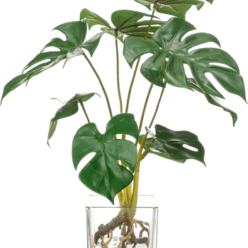 Monstera Monstera