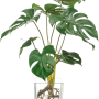 Monstera