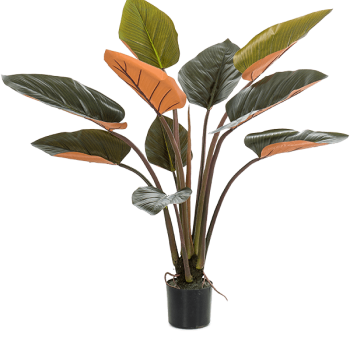 Filodendron