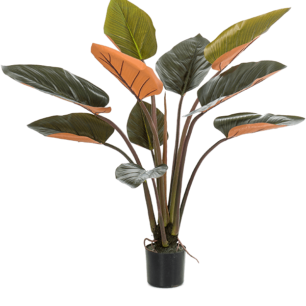 Filodendron