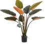 Filodendron