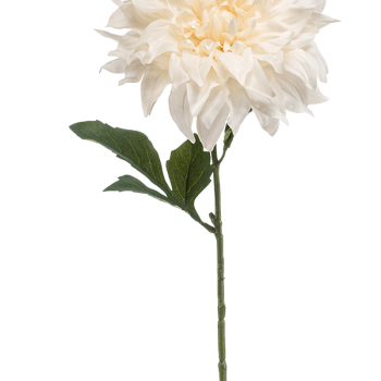 Dahlia