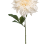 Dahlia