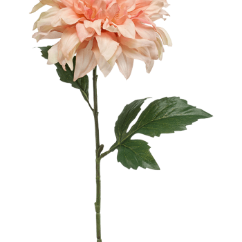 Dahlia