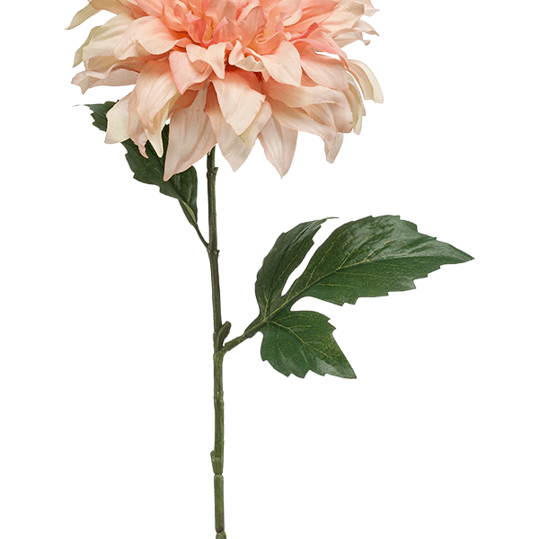 Dahlia