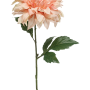 Dahlia