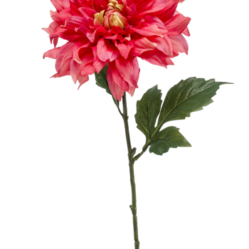 Dahlia