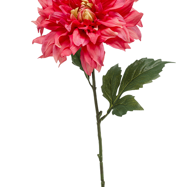Dahlia