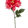 Dahlia