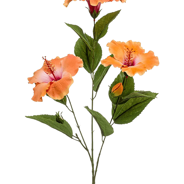 Hibiscus