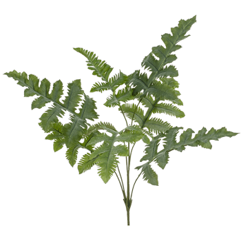 Phlebodium