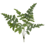 Phlebodium