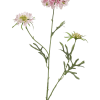 Scabiosa