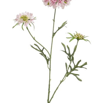 Scabiosa