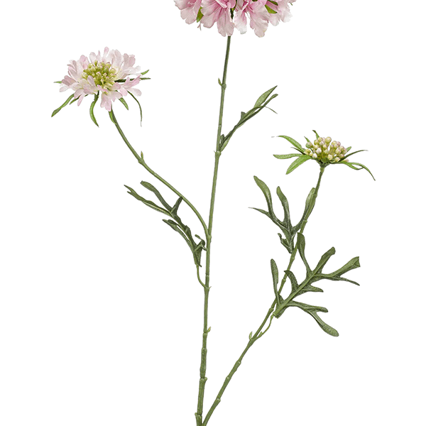 Scabiosa