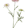 Scabiosa