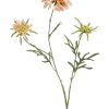 Scabiosa