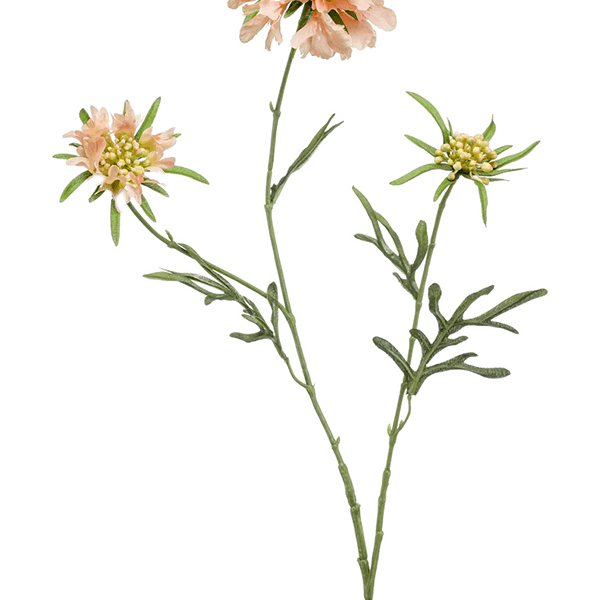 Scabiosa
