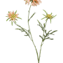 Scabiosa
