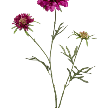 Scabiosa