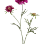 Scabiosa