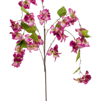 Bougainvillea Bougainvillea