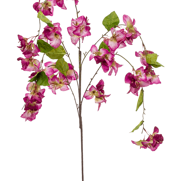 Bougainvillea