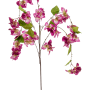 Bougainvillea