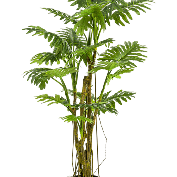 Filodendron