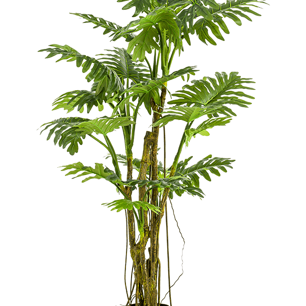 Filodendron