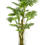 Filodendron