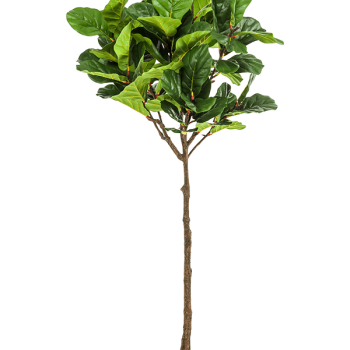 Ficus Lyrata Ficus Lyrata