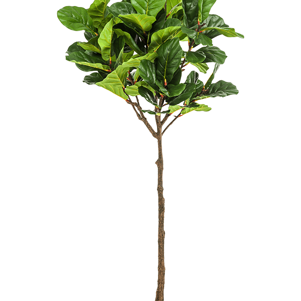 Ficus Lyrata