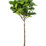 Ficus Lyrata