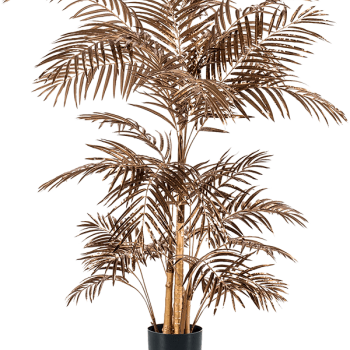 Areca