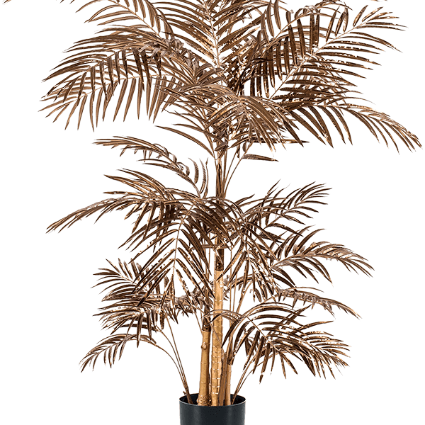 Areca