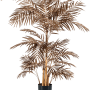 Areca