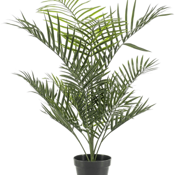 Areca