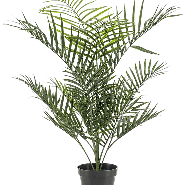 Areca