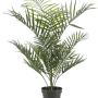 Areca