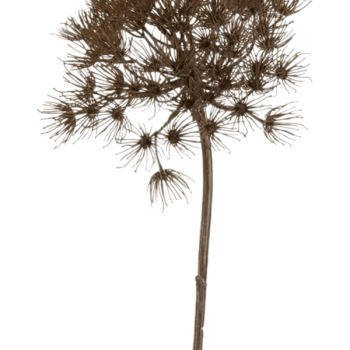 Heracleum