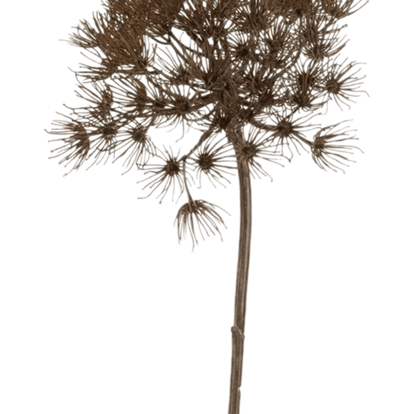 Heracleum