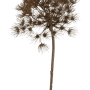Heracleum