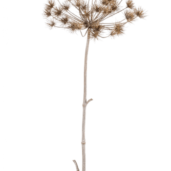 Heracleum