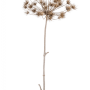 Heracleum