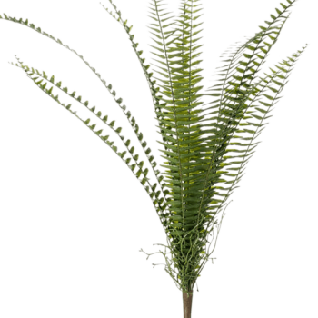 Feriga Nephrolepis Feriga Nephrolepis