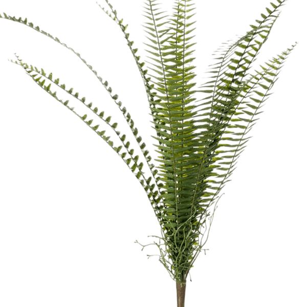 Feriga Nephrolepis
